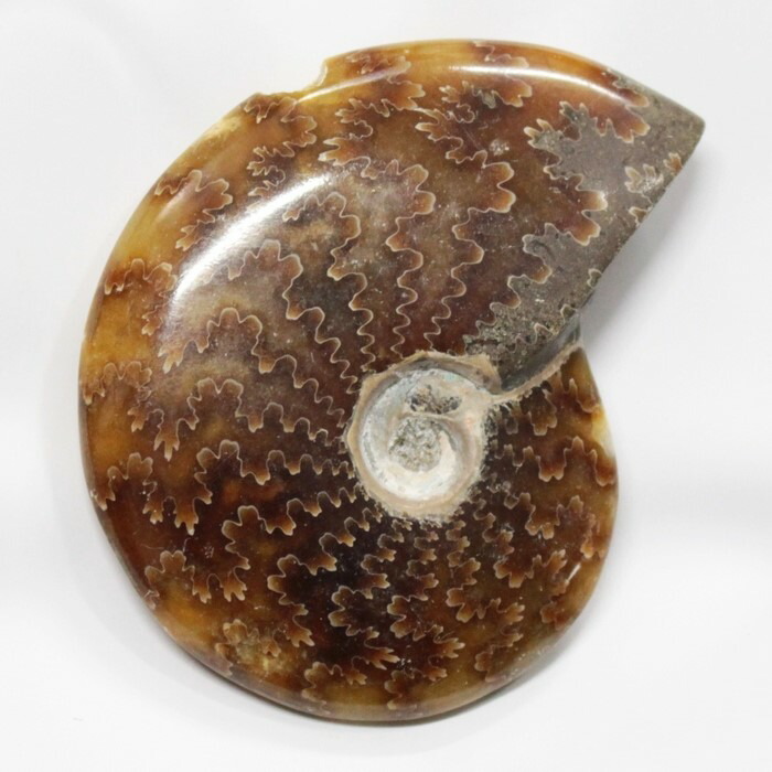 <br>【一点物 現物販売】　アンモナイト 化石 Ammonite アンモライト アンモナイト 原石 置物 鉱石 宝石 化石発掘 fossil 石 Stone 古生物 標本 アンモナイト化石 天然石 原石 パワーストーン 限定 一点物 アンモナイト