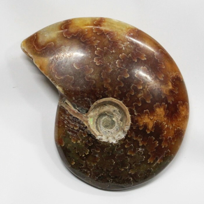 <br>【アンモナイト 化石】  Ammonite アンモライト アンモナイト 宝石 化石発掘 原石 置物 鉱石 生きた化石 fossil 石 古生物 標本 アンモナイト化石 パワーストーン 置物 天然石 メンズ レディース 人気 アンモナイト