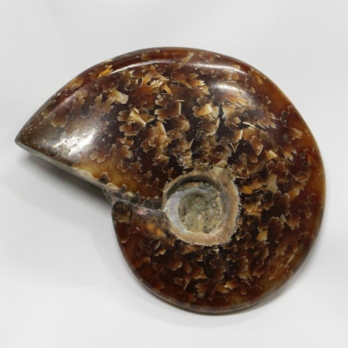 <br>【アンモナイト 化石 限定一点物】　 Ammonite アンモライト アンモナイト 宝石 化石発掘 原石 置物 鉱石 古生物 標本 生きた化石 fossil 石 アンモナイト化石 パワーストーン 原石 天然石 メンズ レディース 人気 アンモナイト