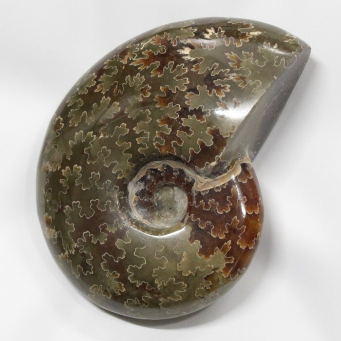 楽天市場】【アンモナイト 化石】 Ammonite アンモライト アンモナイト