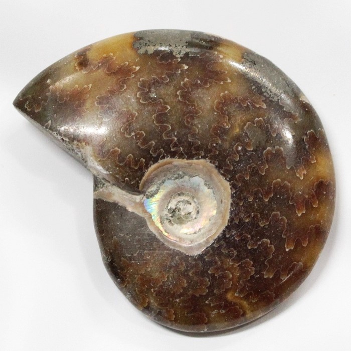 アンモナイト 化石 アンモナイト Ammonite アンモライト 原石 古生物 置物 鉱石 宝石 化石発掘 fossil 石 Stone 標本 アンモナイト化石 天然石 置物 パワーストーン 限定 一点物 アンモナイト