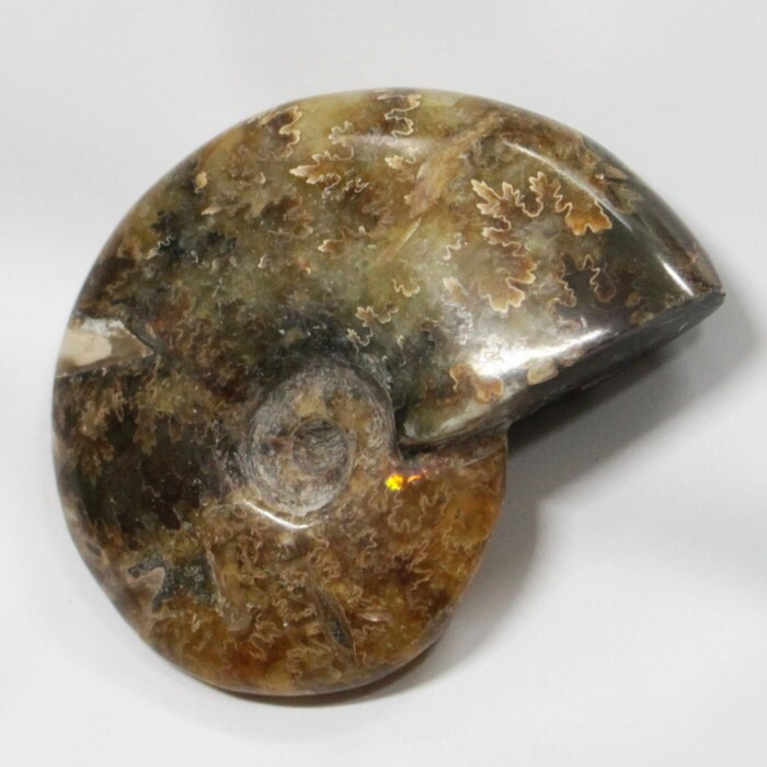 アンモナイト化石　Ammonite 楽天市場】【アンモナイト 化石 限定一点物】 Ammonite アンモライト