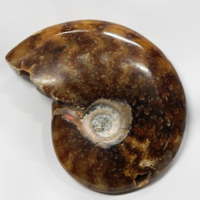 楽天市場】【一点物 現物販売】 アンモナイト 化石 Ammonite