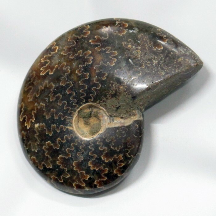 <br>アンモナイト 化石 Ammonite アンモライト アンモナイト 原石 置物 鉱石 宝石 化石発掘 fossil 石 Stone 古生物 標本 アンモナイト化石 パワーストーン 置物 天然石 メンズ レディース 人気 アンモナイト