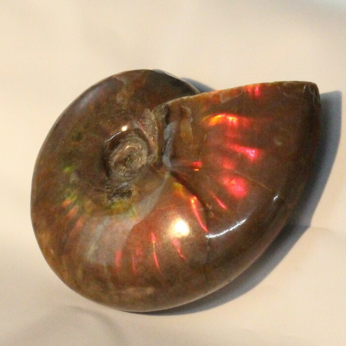楽天市場】【虹に輝く一級品】アンモナイト 化石 虹 Ammonite