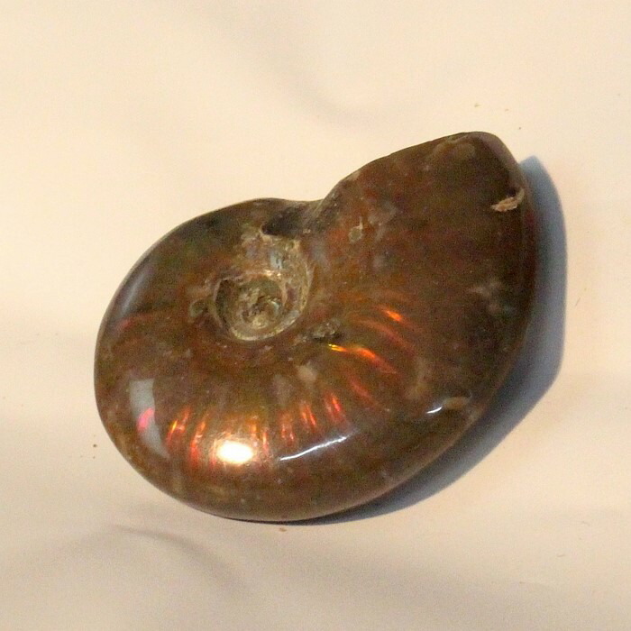 楽天市場】【マダガスカル産 一級品 厳選一点物】アンモナイト