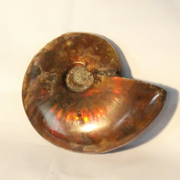 楽天市場】【マダガスカル産最高品質】アンモナイト 化石 虹 Ammonite