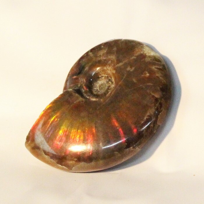 <br>【虹に輝く一級品】アンモナイト 化石 虹 レインボー Ammonite アンモライト アンモナイト 宝石 原石 置物 鉱石 生きた化石 fossil 石 古生物 標本 アンモナイト化石 メンズ レディース 人気 おすすめ 天然石 海外直輸入 アンモナイト