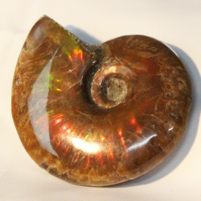 <br>【マダガスカル産最高品質】アンモナイト 化石 虹 Ammonite アンモライト レインボー アンモナイト 宝石 原石 置物 鉱石 古生物 標本 生きた化石 fossil 石 アンモナイト化石 パワーストーン 原石 人気 おすすめ 天然石 海外直輸入価格 アンモナイト