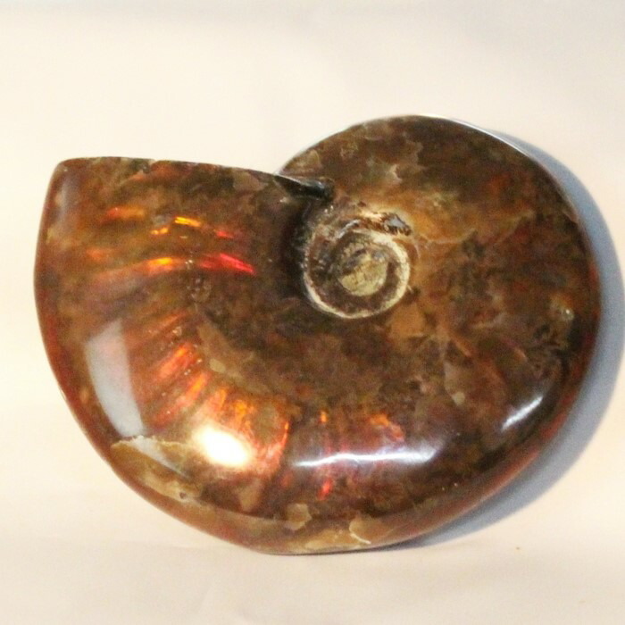 楽天市場】【マダガスカル産 一級品 厳選一点物】アンモナイト 化石 虹