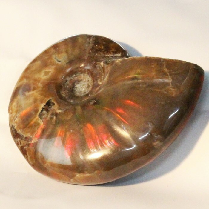 アンモナイト 化石群集 コレクション 原石 自然 置物 歴史資料 古代 標本 a40963-1_700.jpg