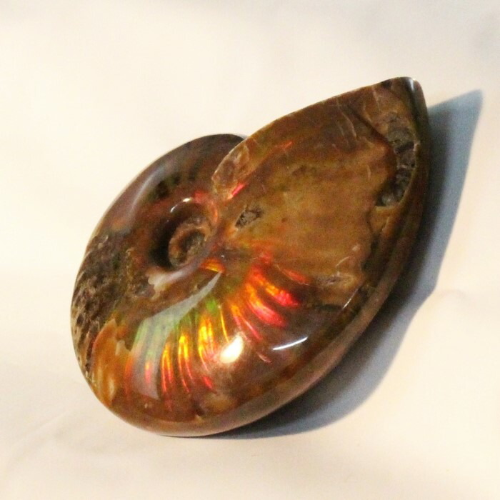 楽天市場】アンモナイト 化石｜Ammonite レインボー アンモン貝