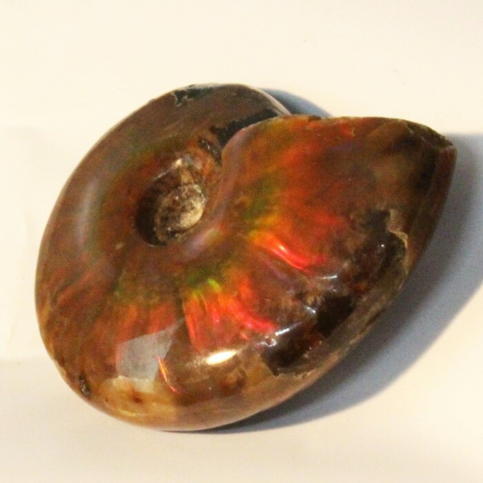 楽天市場】【マダガスカル産一級品】アンモナイト 化石 虹