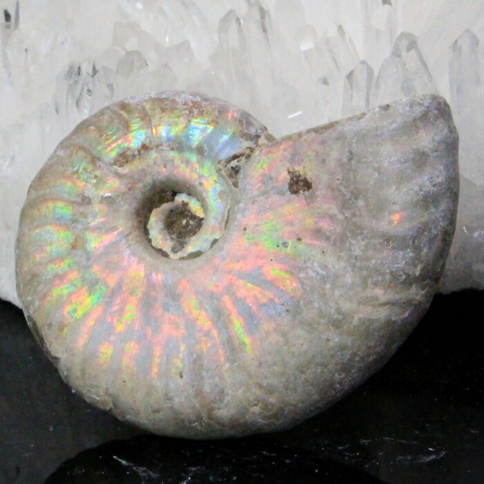 楽天市場】【虹に輝く一級品】アンモナイト 化石 虹 Ammonite