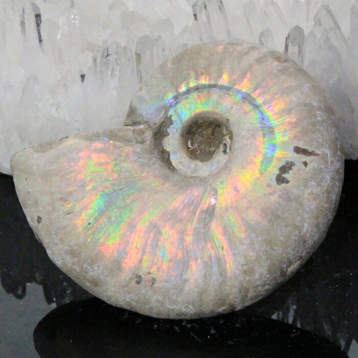 【マダガスカル産 一級品 厳選一点物】アンモナイト 化石 虹 アンモナイト Ammonite レインボー アンモライト 宝石 原石 化石 鉱石 古生物 標本 生きた化石 fossil アンモナイト化石 メンズ レディース 一点物 パワーストーン アンモナイト 6,426円