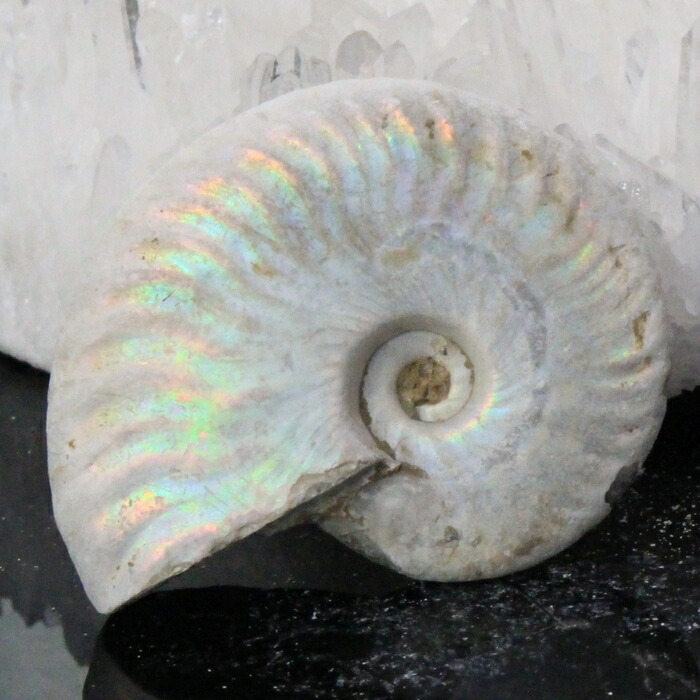 アンモライト化石　天然石　虹色　マダガスカル産　石標本　超大型 アンモライト化石 天然石 虹色 マダガスカル産 石標本 超大型