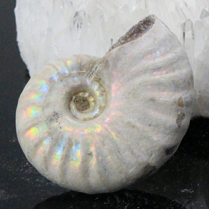 【高品質マダガスカル産 一点物】アンモナイト 化石 虹 レインボー Ammonite アンモライト アンモナイト 原石 鉱石 化石 宝石 fossil 古生物 標本 アンモナイト化石 パワーストーン 原石 人気 おすすめ 天然石 海外直輸入価格 アンモナイト