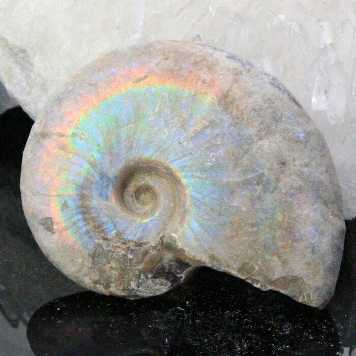 【マダガスカル産 一級品 厳選一点物】アンモナイト 化石 虹 アンモナイト Ammonite レインボー アンモライト 宝石 原石 化石 鉱石 古生物 標本 生きた化石 fossil アンモナイト化石 メンズ レディース 一点物 パワーストーン アンモナイト