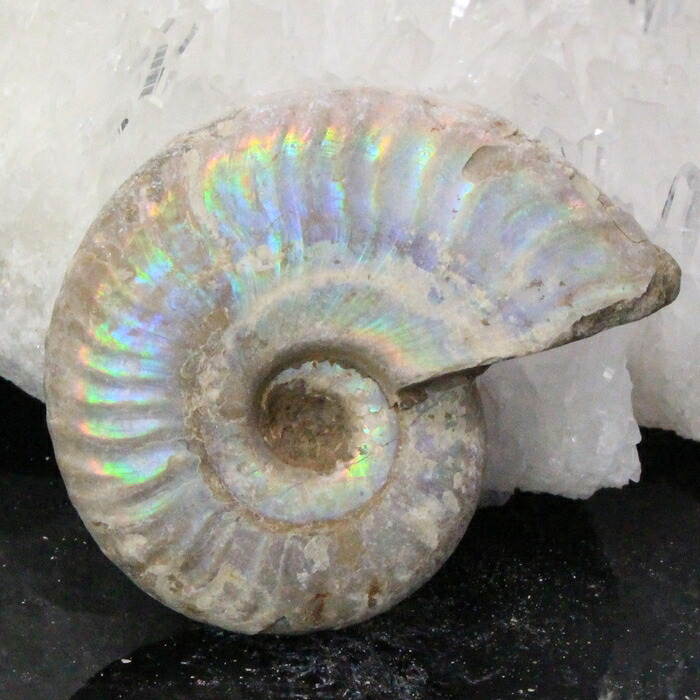 【高品質マダガスカル産 一点物】アンモナイト 化石 にじ Ammonite アンモライト レインボー アンモナイト 原石 古生物 化石 鉱石 宝石 fossil 標本 アンモナイト化石 パワーストーン 原石 人気 おすすめ 天然石 海外直輸入価格 アンモナイト