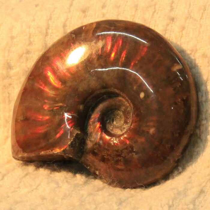 【マダガスカル産 厳選品質 一点物】アンモナイト 化石 にじ Ammonite アンモライト レインボー アンモナイト 原石 古生物 化石 鉱石 宝石 fossil 標本 アンモナイト化石 パワーストーン 原石 人気 おすすめ 天然石 海外直輸入価格 アンモナイト 8,612円