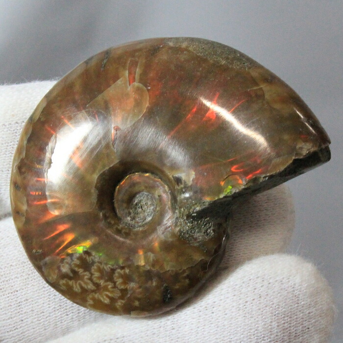【マダガスカル産 一級品 厳選一点物】アンモナイト 化石 虹 レインボー Ammonite アンモライト アンモナイト 原石 鉱石 化石 宝石 fossil 古生物 標本 アンモナイト化石 メンズ レディース 一点物 パワーストーン アンモナイト