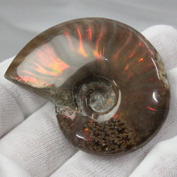 【高品質マダガスカル産 一点物】アンモナイト 化石 にじ Ammonite アンモライト レインボー アンモナイト 宝石 原石 化石 鉱石 古生物 標本 生きた化石 fossil アンモナイト化石 海外直輸入価格 LuLu House(ルルハウス るるはうす) アンモナイト
