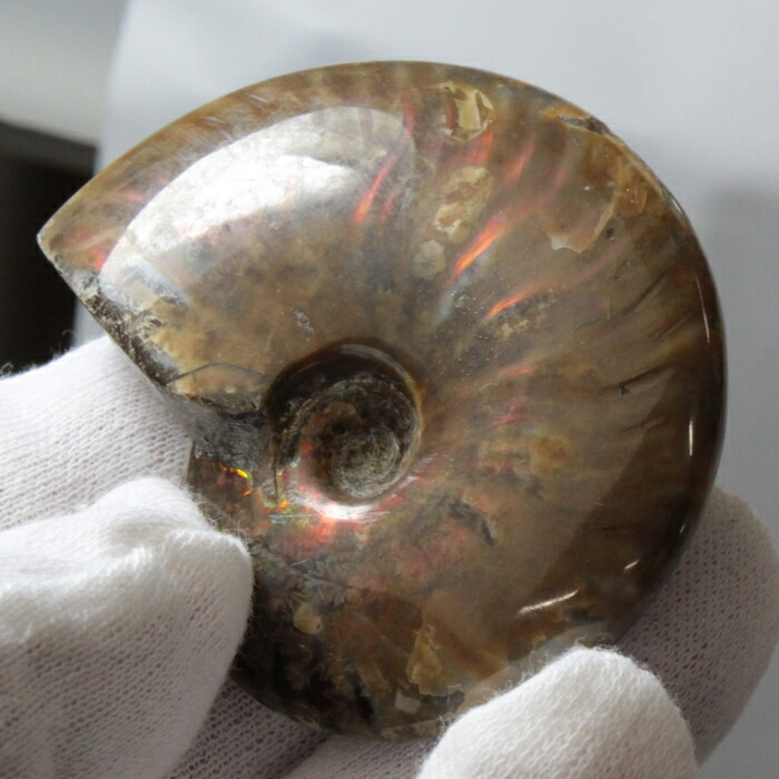 アンモナイト Amazon.co.jp: 【N2 stone Natural】天然化石 ヘマタイト化した