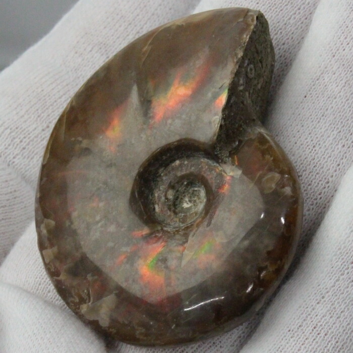 楽天市場】オウムガイ 化石｜オウムガイ オウム貝 アンモナイト