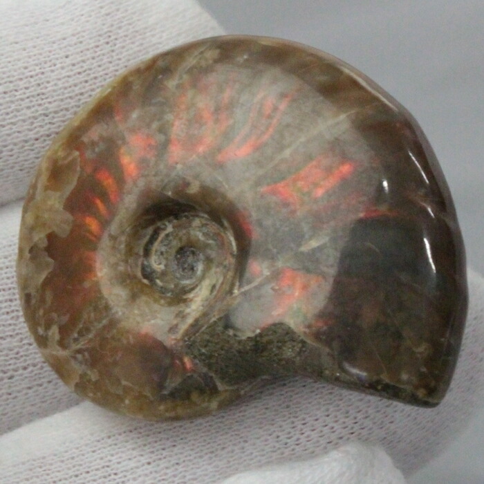 【マダガスカル産 厳選品質 一点物】アンモナイト 化石 にじ Ammonite アンモライト レインボー アンモナイト 宝石 原石 化石 鉱石 古生物 標本 生きた化石 fossil アンモナイト化石 メンズ レディース 一点物 パワーストーン アンモナイト