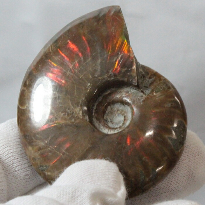 楽天市場】【マダガスカル産 一級品 厳選一点物】アンモナイト 化石 虹