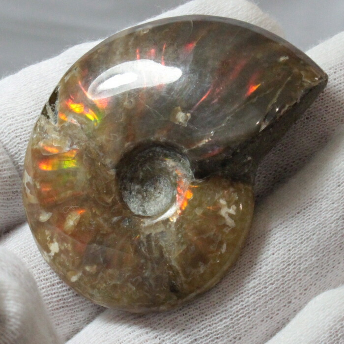 アンモナイト　化石　レインボー 化石 アンモナイト レインボー 002 | 化石＆鉱物（実物） | 神流町恐竜