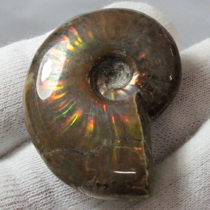 楽天市場】【虹に輝く一級品】アンモナイト 化石 虹 Ammonite