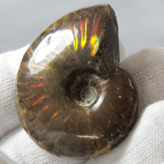楽天市場】【マダガスカル産一級品】アンモナイト 化石 虹 Ammonite