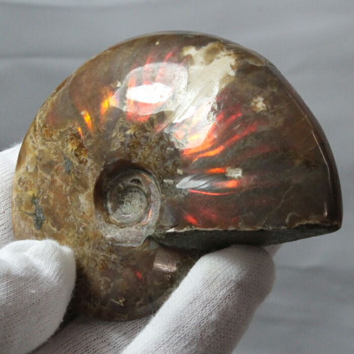 【高品質マダガスカル産 一点物】アンモナイト 化石 にじ Ammonite アンモライト レインボー アンモナイト 宝石 原石 化石 鉱石 古生物 標本 生きた化石 fossil アンモナイト化石 パワーストーン 原石 天然石 メンズ レディース 人気 アンモナイト|パワーストーン 天然石 LuLu House