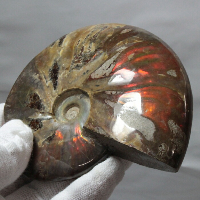 マダガスカル産アンモナイト 楽天市場】【マダガスカル産最高品質】アンモナイト 化石 虹