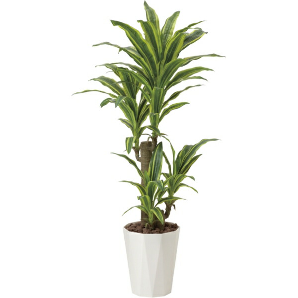幸福に関連する花言葉を持っており 幸福を招く木とされています 花 観葉植物 アートナップ アートナップ 人工観葉植物 428g250 人工樹木 フレッシュドラセナ1 25m 総合通販premoa 店