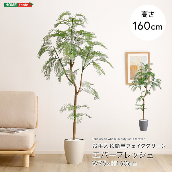 SH-06-EVE-M お手入れ簡単フェイクグリーン エバーフレッシュ Mサイズ(160cm) アイボリー ホームテイスト メーカー直送|総合通販PREMOA 店