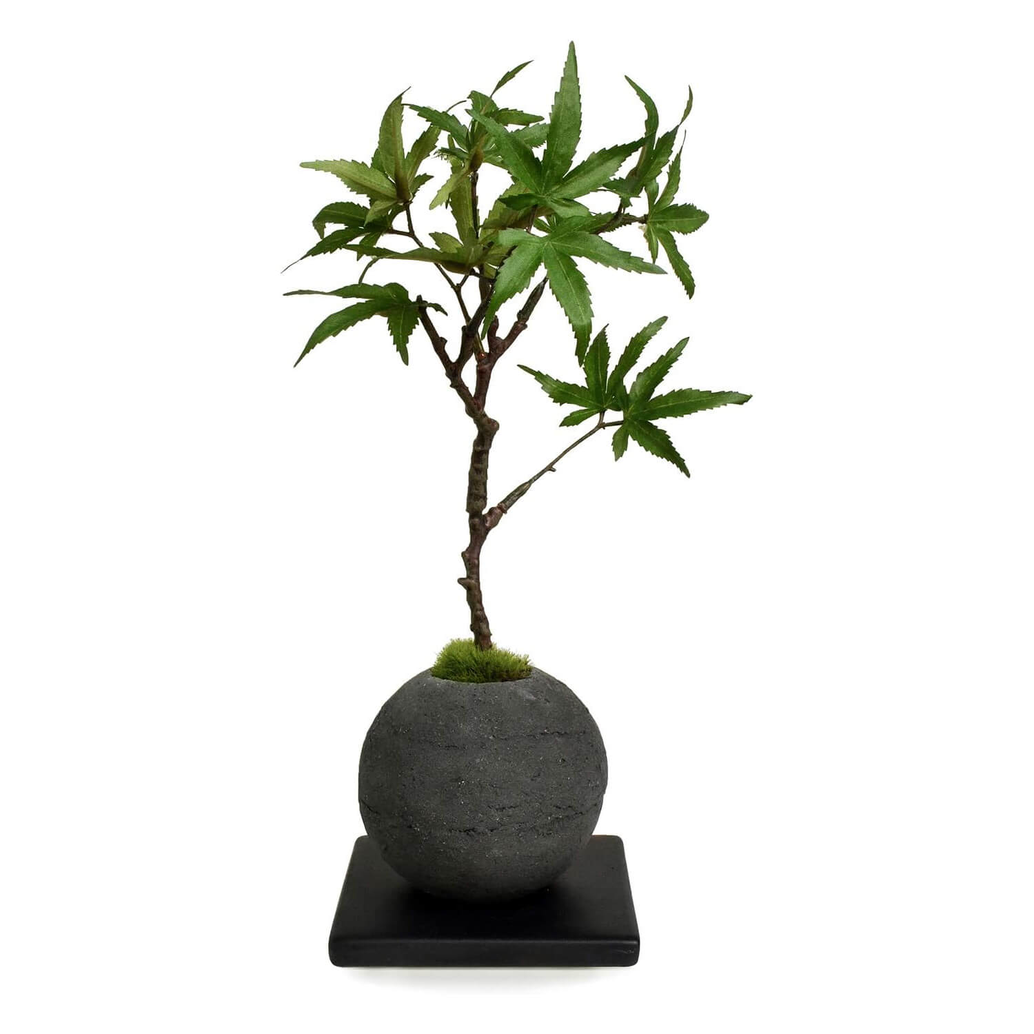 楽天市場 盆栽 フェイクグリーン 人工観葉植物 造花 モミジ 苔玉 檜炭ボール 黒皿 Cupbon もみじ 観葉植物 人工 リアル インテリア インテリアグリーン 和室 和風 和モダン 敬老の日 和飾り 消臭 迎春 Prima Greenpark