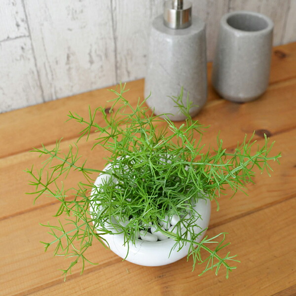 楽天市場 フェイクグリーン 人工観葉植物 造花 ミニ アスパラガス 白玉石 エコストーン 白陶器s Greenpark 小さい イミテーション インテリアグリーン ギフト プレゼント 消臭 脱臭 調湿 Prgr 0800 Prima Greenpark
