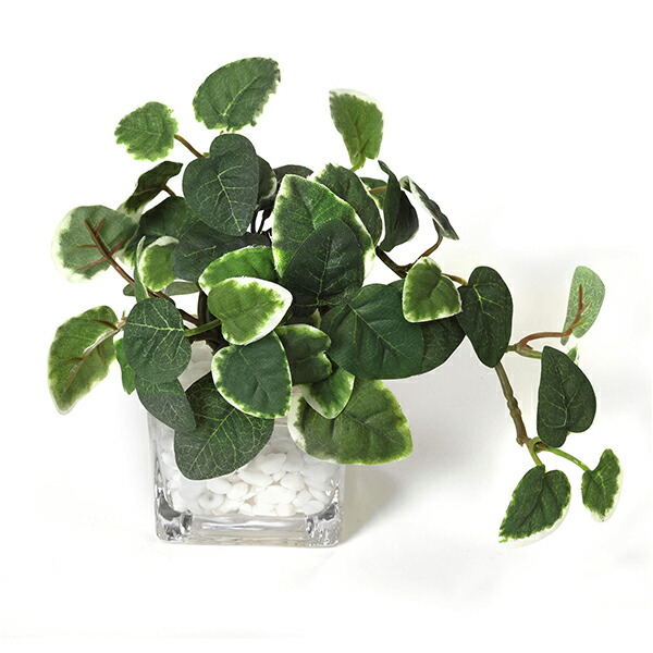 楽天市場 インテリア フェイクグリーン 人工観葉植物 造花プミラ ウォーターキューブ フェイクグリーンgreenpark おしゃれ リアル イミテーショングリーン アートグリーン 小さい ガラス プレゼント ギフト Prima Greenpark