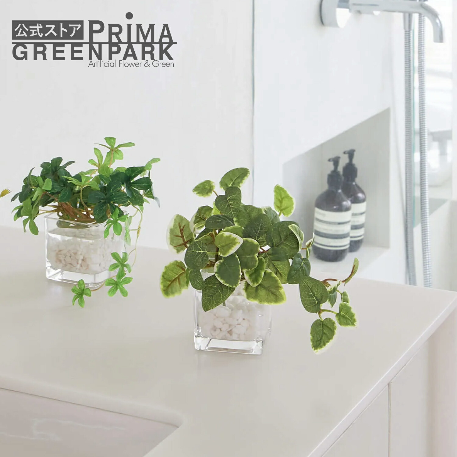 楽天市場】【公式】多肉植物ミックスD 白陶器S 観葉植物