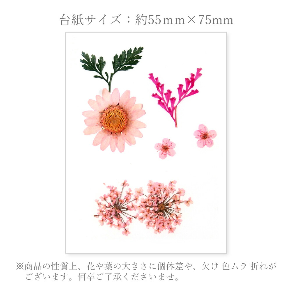 楽天市場 在庫限り 可愛くて使いやすい 押し花セット 全5色 ドライフラワー ネイル レジン ハンドメイド プロネイルｂｏｘ 楽天市場店