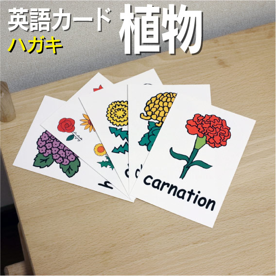 楽天市場 フラッシュカード えらべる 英語 カード 植物 ハガキサイズ 送料無料 七田式 英単語 １歳 ２歳 ３歳 ４歳 ５歳 ６歳 教材 学習 子供 子ども こども 小学校 幼稚園 中学校 チャンツ 星みつる式 幼児 小学生 単語カードえいご 絵本 1年 2年 3年 4年 5年