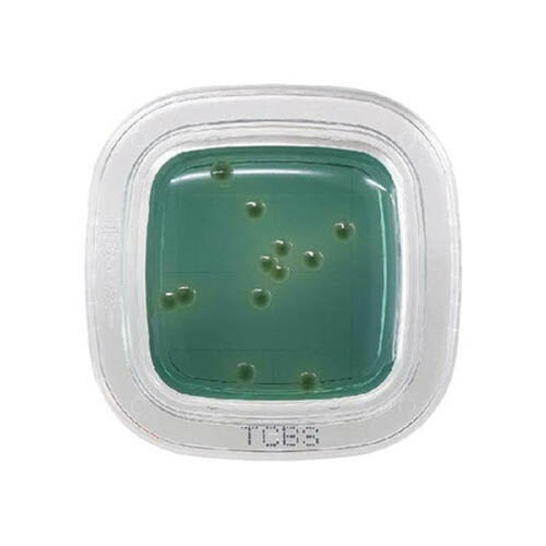 ぺたんチェック(R)DD TCBS寒天培地 1箱 (100枚入) PD0014