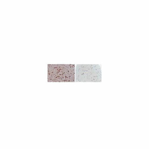 Anti-p53 (wild type)、 clone PAb1620; 100 マイクロg MABE339 花・ガーデン・DIY-その他