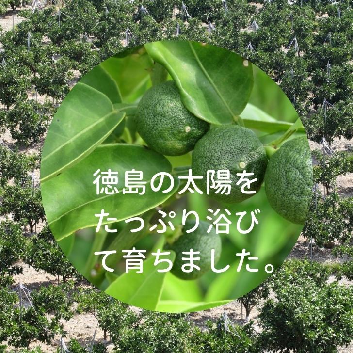 市場 徳島県産 生産量全国第1位 スダチ 送料無料 すだち 約40個入り 酢橘 ギフト 2Lサイズ 産地直送