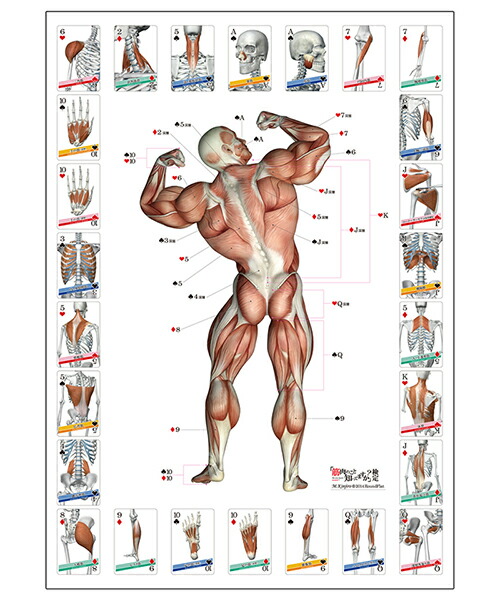 楽天市場 ラウンドフラット 筋肉トランプ カードゲーム かるた カルタ 筋肉イラスト ヨガ ライフスタイル Psps