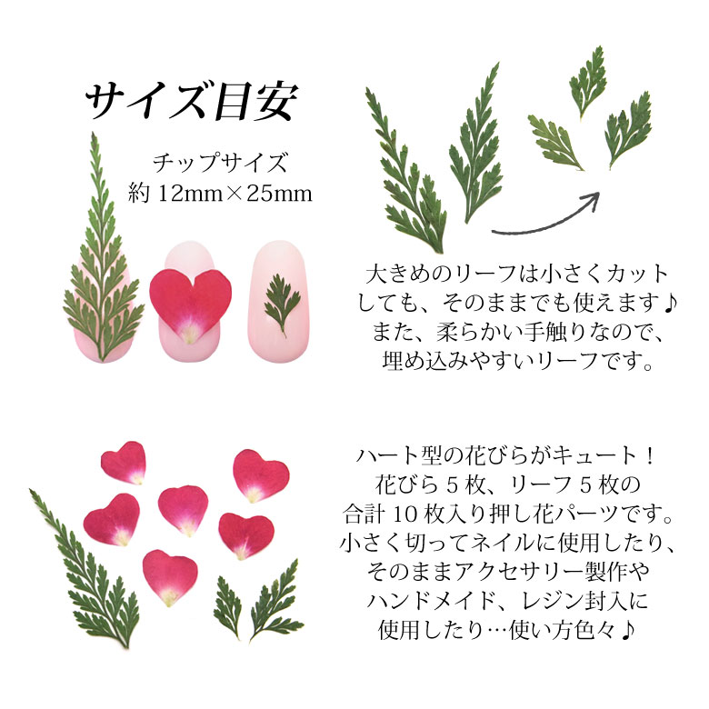 楽天市場 押し花 ドライフラワー 163 ペタル リーフ Puchikoko プチココ