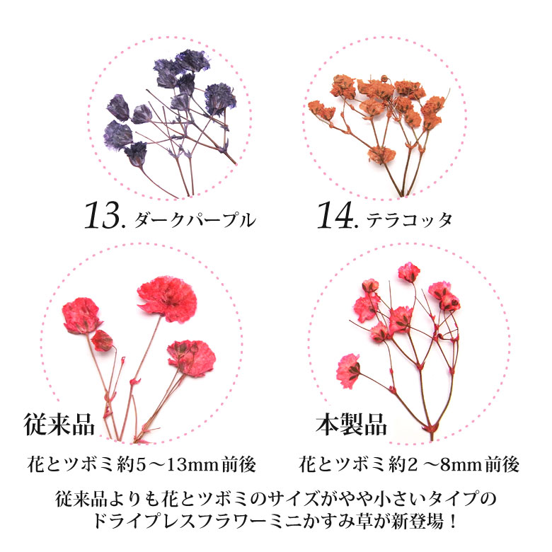 楽天市場 押し花 ドライプレスフラワー ミニかすみ草 全14色 5本入 Puchikoko プチココ