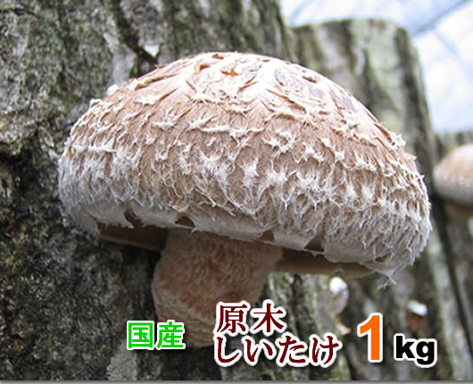 タケノコ山 札幌タケノコ山｜最新の山行記録と登山ルートやアクセス、気象